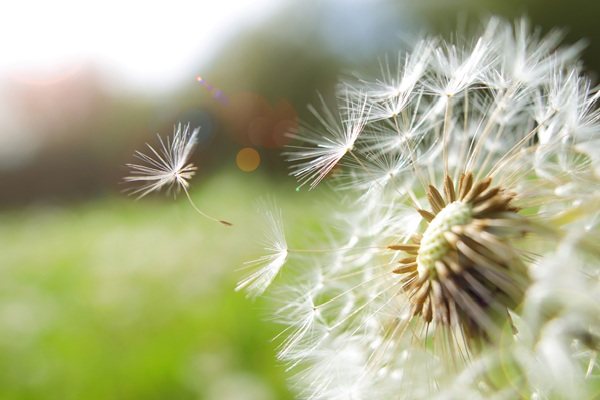 Close-up of dandelion seeds blowing in breeze