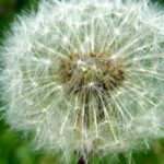 Close-up of a dandelion on a green background.