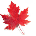 Rotes Ahornblatt auf weißem Hintergrund.