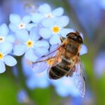 Una abeja posada sobre un racimo de flores blancas.