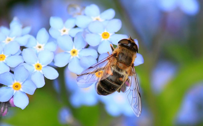 Una abeja posada sobre un racimo de flores blancas.