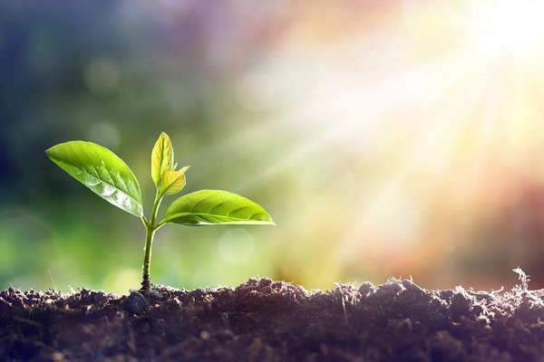 Un brote de planta con cuatro hojas nuevas se asoma de la tierra mientras es iluminado por los rayos del sol.