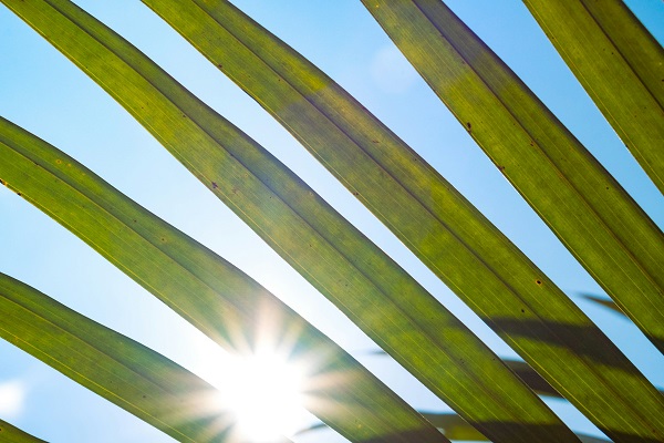 Se ven el cielo azul y el sol brillar a través de los espacios en una hoja de palmera, que aparece en primer plano.
