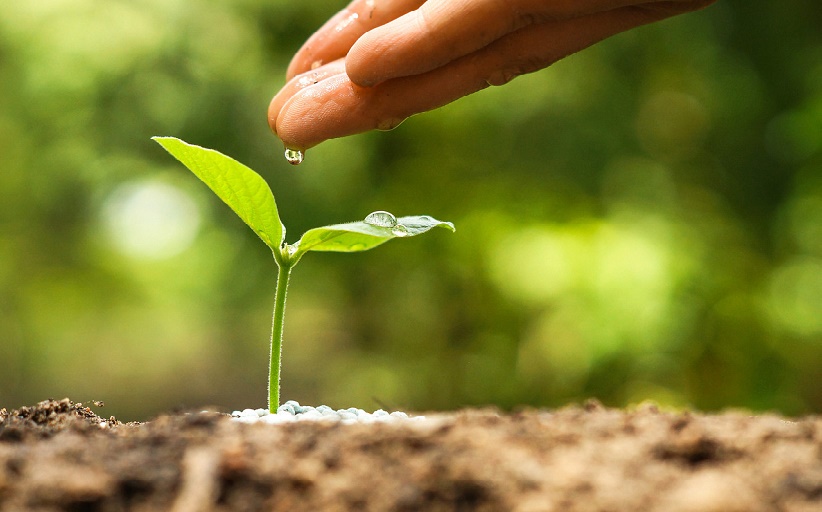 Mano regando el brote de una planta, para resaltar el trabajo de nuestra líder del programa de sostenibilidad.