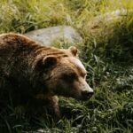 Primer plano de un oso grizzly caminando entre la hierba y las rocas de un paraje natural.