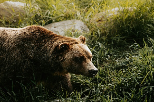 Primer plano de un oso grizzly caminando entre la hierba y las rocas de un paraje natural.