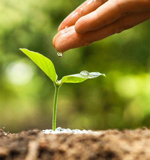 Mano annaffia piccola piantina verde nel terreno