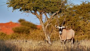 Antilope Orix