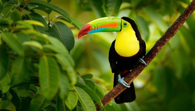Market-Monitor-Costa-Rica Move Market-Monitor-Costa-Rica BCD Travel Italia