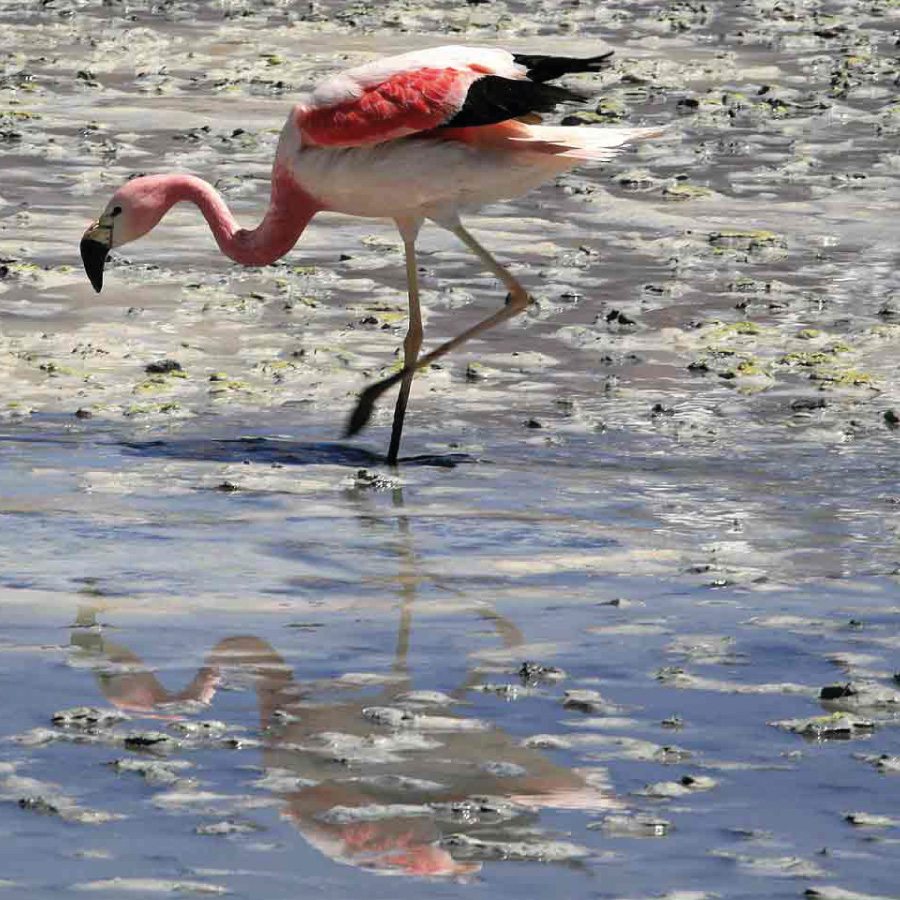 Fenicottero rosa alla Laguna Colorada