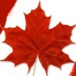 Rode esdoornblad met Canadese vlag kleuren