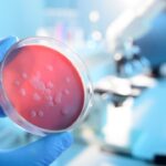 Bacteriekweek in een laboratoriumschaal, hand met handschoen.