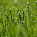 Groen gras in zonlicht