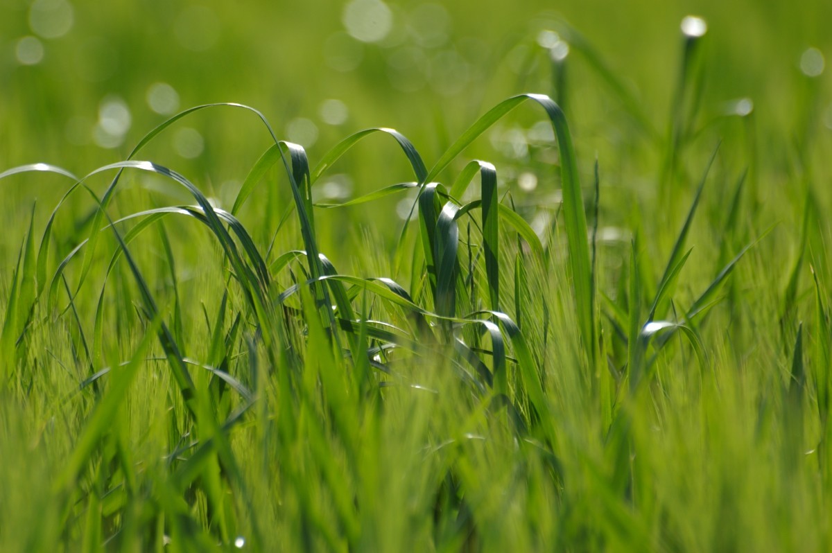 Groen gras in zonlicht