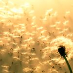 Zonnestralen verlichten vliegende paardenbloemzaden