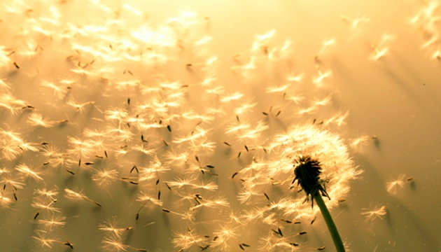 Zonnestralen verlichten vliegende paardenbloemzaden