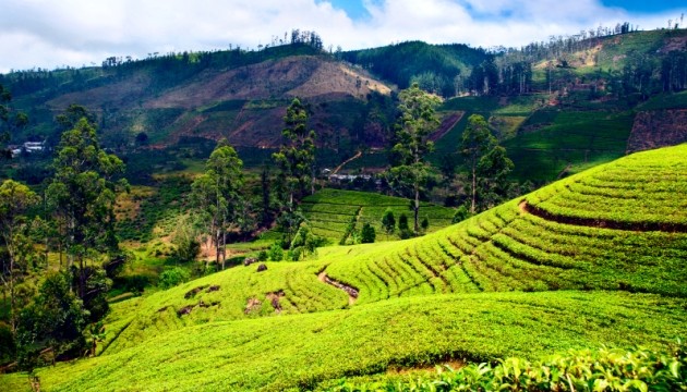 Groene theeplantage op heuvelachtig landschap