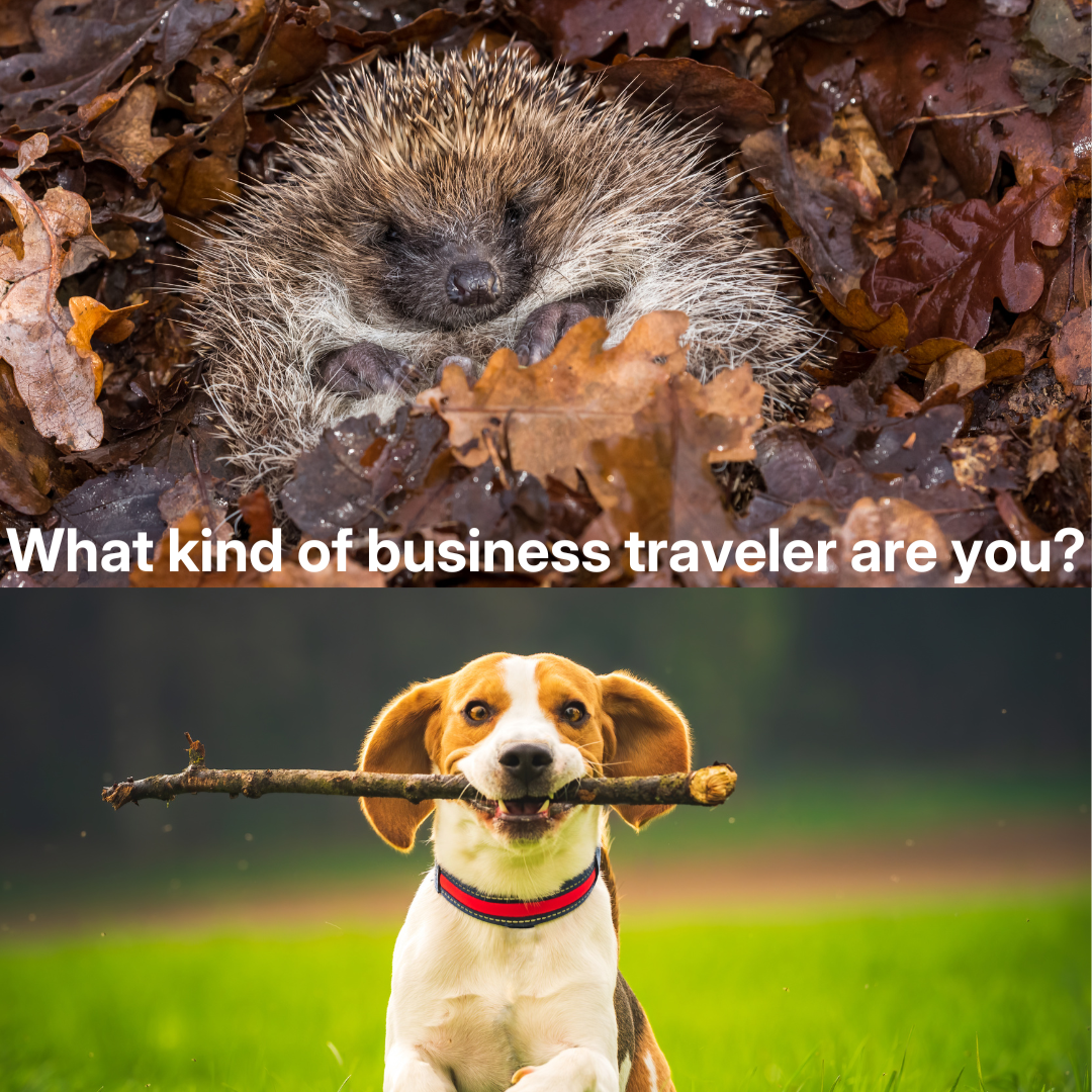Hedgehog in leaves, happy dog with stick.