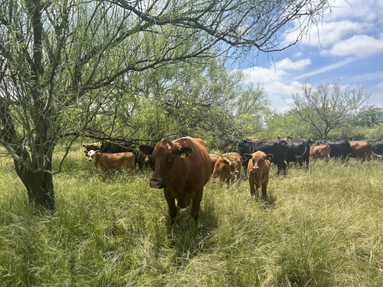Cows grazing in grassy field under trees