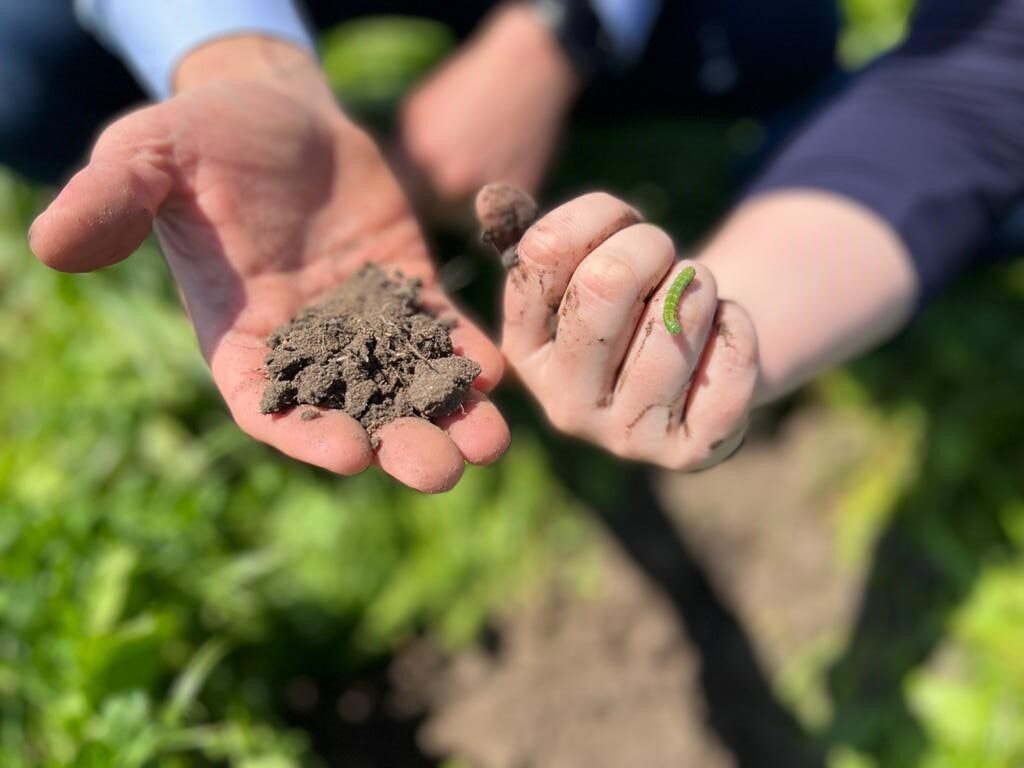 Hands holding soil and green caterpillar outdoors